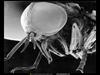 [National Geographic Wallpaper] Greenhead Horse Fly (Tabanus nigrovittatus, 등에류의 눈)