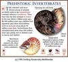Ammonite (Ammonoidea)