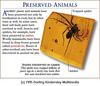 Prehistoric Spider in amber