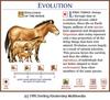 Horse Evolution 0