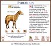Horse Evolution 2