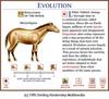 Horse Evolution 3