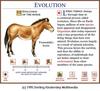 Horse Evolution 4