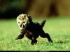 [National Geographic Wallpaper] King Cheetah cub (새끼 왕치타)