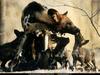 [National Geographic Wallpaper] African Wild Dog family (아프리카들개 가족)