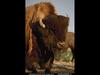 [National Geographic Wallpaper] American Bison (아메리카들소)