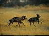 [National Geographic Wallpaper] African Wild Dog pack (아프리카들개 무리)