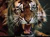 [National Geographic Wallpaper] Bengal Tiger (벵골호랑이)