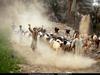 [National Geographic Wallpaper] Goat herd (이집트 염소떼)