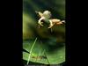 [National Geographic Wallpaper] Pickerel Frog (꼬치개구리)