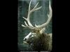 [National Geographic Wallpaper] Elk bull (엘크 숫사슴)