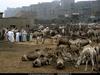 [National Geographic Wallpaper] Egyptian Camel Market (이집트 낙타시장)
