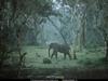 [National Geographic Wallpaper] African Elephant (아프리카코끼리)