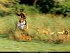 [National Geographic Wallpaper] Dog Hunting (아프리카의 사냥개)