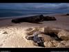 [National Geographic Wallpaper] Leatherback Turtle (장수거북의 산란)