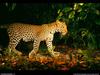 [National Geographic Wallpaper] African Leopard (아프리카표범)