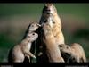 [National Geographic Wallpaper] Prairie Dog family (개쥐 가족)
