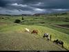 [National Geographic Wallpaper] Indian Cattle, Zebus (인도 소)