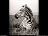 [National Geographic Wallpaper] Zebra (얼룩말)