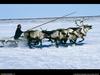 [National Geographic Wallpaper] Reindeer Sled Race (순록썰매경주)