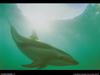 [National Geographic Wallpaper] Dusky Dolphin (남방낫돌고래)