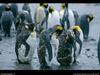 [National Geographic Wallpaper] King Penguin (임금펭귄)