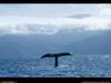 [National Geographic Wallpaper] Whale tail (고래 꼬리)