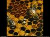 [National Geographic Wallpaper] Honeybee (꿀벌)