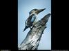 [National Geographic Wallpaper] Blue-winged Kookaburra (푸른죽지웃음물총새)