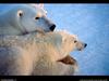 [National Geographic Wallpaper] Polar Bear (북극곰)