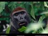 [National Geographic Wallpaper] Western Lowland Gorilla (저지고릴라)