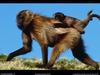 [National Geographic Wallpaper] Gelada Baboon (겔라다개코원숭이)