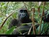 [National Geographic Wallpaper] Gorilla (고릴라)