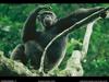 [National Geographic Wallpaper] Chimpanzee (침팬지)