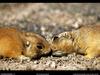 [National Geographic Wallpaper] Utah Prairie Dog (유타개쥐)