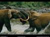 [National Geographic Wallpaper] African Elephant (대결하는 아프리카코끼리)