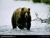 [National Geographic Wallpaper] Brown Bear (아메리카불곰)