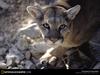 [National Geographic Wallpaper] Cougar (퓨마)