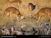 [National Geographic Wallpaper] Axis Deer or Chital - Axis axis (인도별사슴)