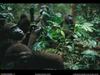 [National Geographic Wallpaper] Gorilla (어린 고릴라)