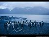 [National Geographic Wallpaper] King Penguin (임금펭귄)