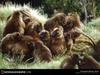 [National Geographic Wallpaper] Gelada Baboon (겔라다개코원숭이)