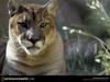 [National Geographic Wallpaper] Cougar (퓨마)