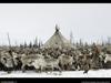 [National Geographic Wallpaper] Nenets Reindeer (러시아 네네츠의 순록 목축)