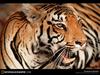 [National Geographic Wallpaper]  Tiger (아시아산 호랑이)