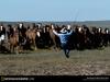 [National Geographic Wallpaper]  Horse herd (미국몬타나주의 말)