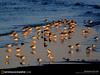 [National Geographic Wallpaper]  Sandpiper flock (도요새 무리)