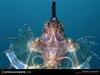 [National Geographic Wallpaper] Dragonfish (용고기)