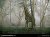 [National Geographic Wallpaper] Giraffe (기린)