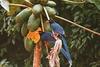 Formosan Blue Magpie (Urocissa caerulea)